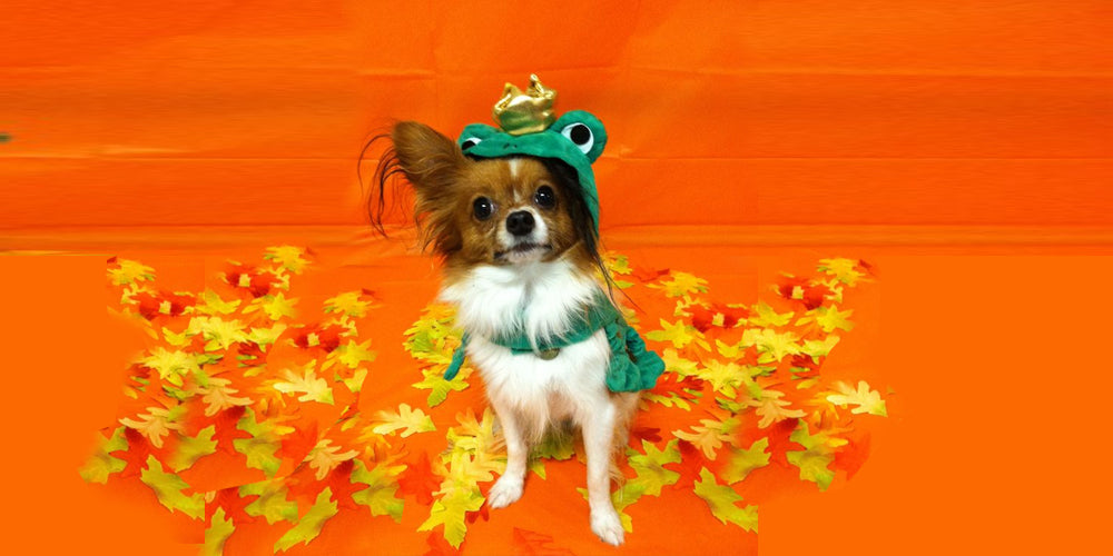 Find the Cutest Halloween Costumes for Your Pets!