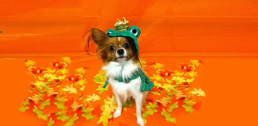 Find the Cutest Halloween Costumes for Your Pets!