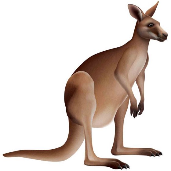 Jointed Kangaroo 80cm x 78cm Each