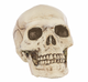 Jointed Mouth Plastic Skull Head - Party Savers